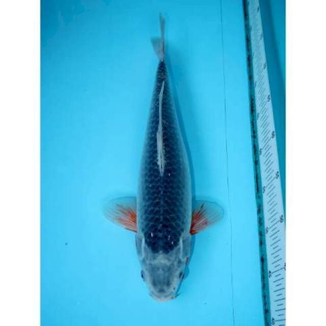 KONJO ASAGI 38 CM FEMALE