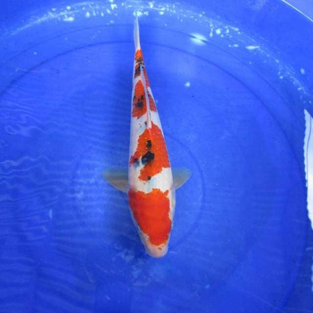 Sanke ±32cm