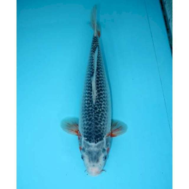 NARUMI ASAGI 35 CM FEMALE