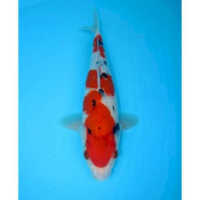 SANDAN KOHAKU 32 CM FEMALE