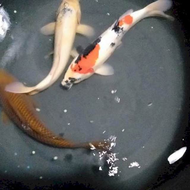 Paket chagoi t 35 cm Showa sansoku 32 cm bonus satu