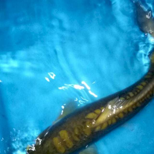 Cagoi mulus