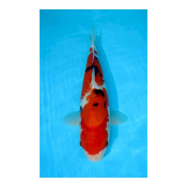 SANKE FEMALE 34CM