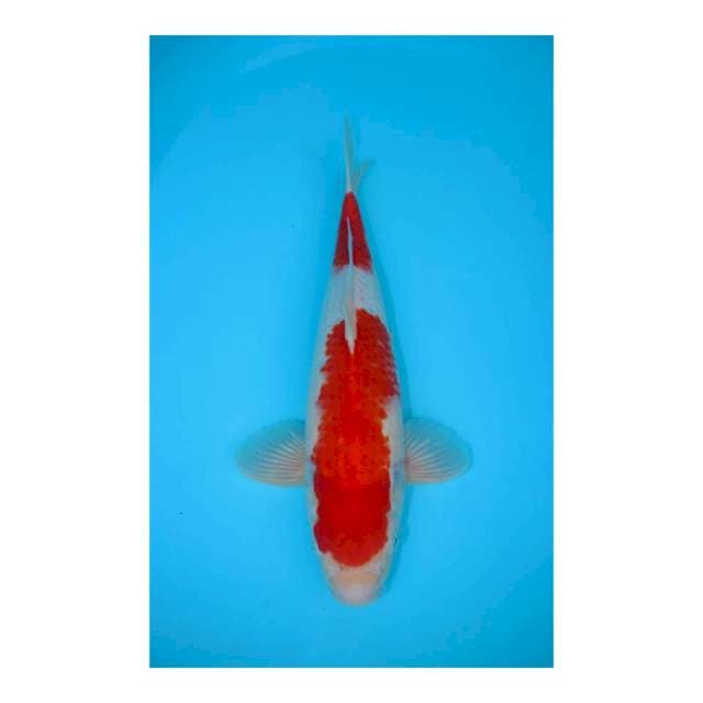 NIDAN KOHAKU MALE 36CM