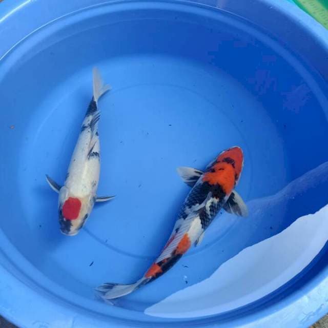38cm-41cm all male