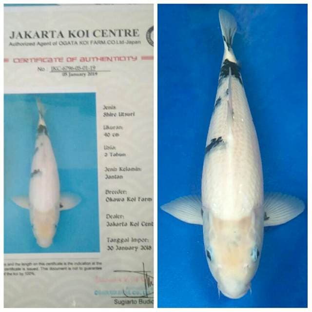 Okawa Jumbo Male Shiro
