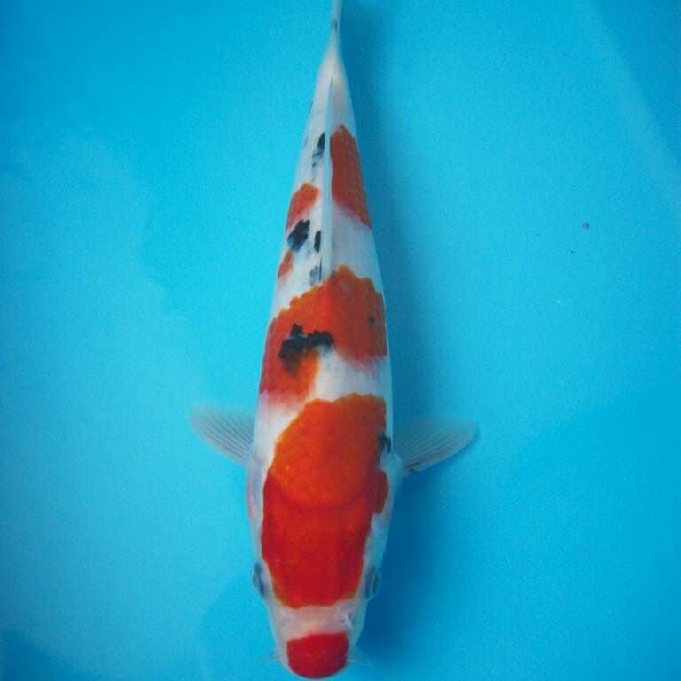 SANKE KUCIBENI