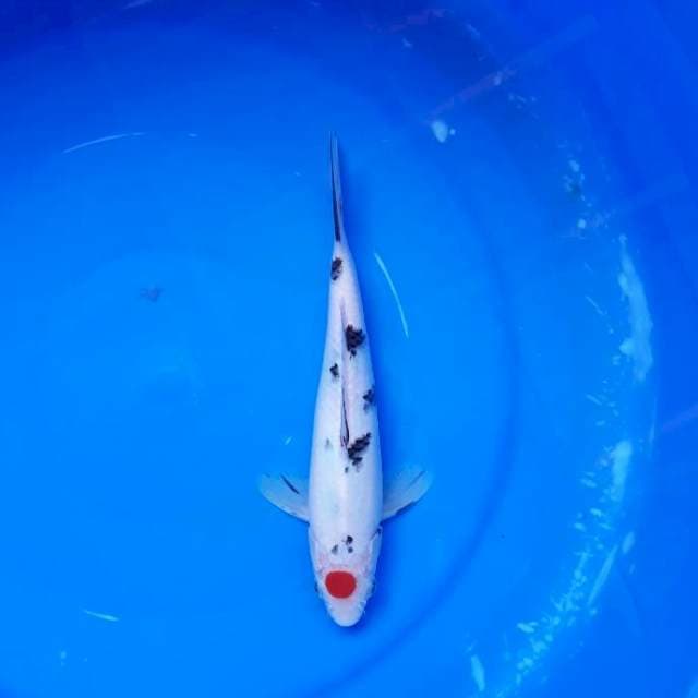 Mini Tancho Sanke