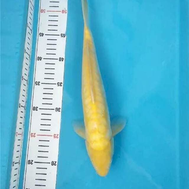 Karashi Aragoke Mata Merah ~35