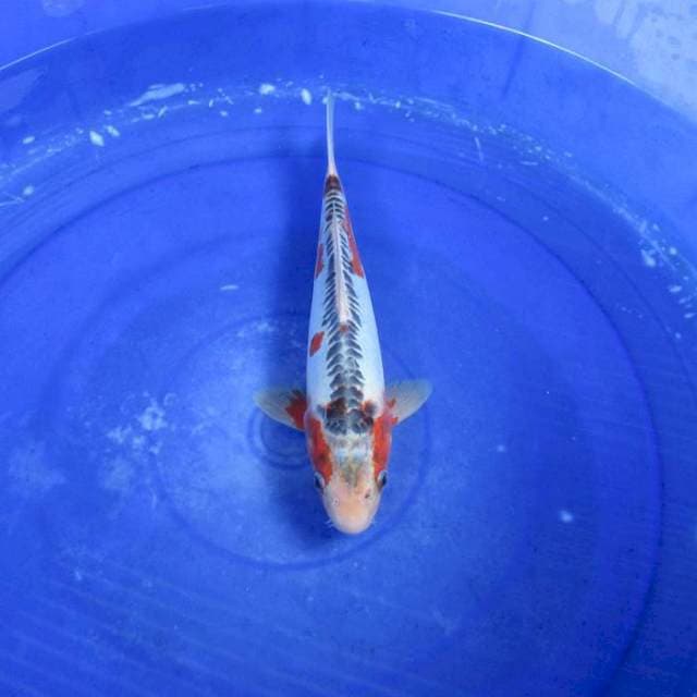 Hana shusi ±28cm male