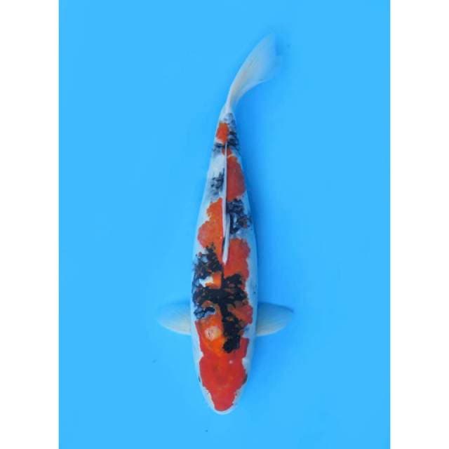 Jumbo Showa Sanshoku - 45cm