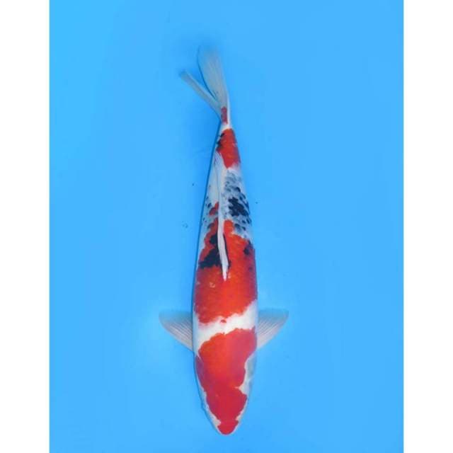 Jumbo Showa F1 Calon Jumbo - 60cm