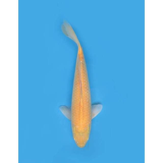 Karasi Jumbo Jinak F1 - 47cm