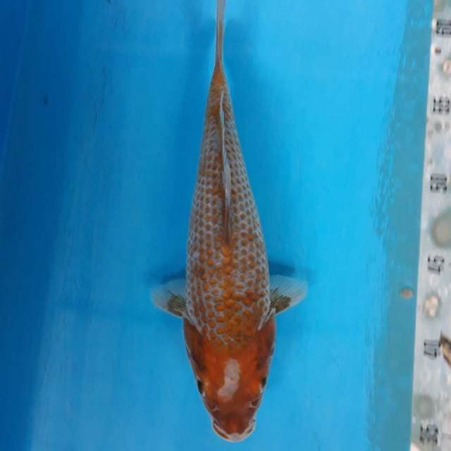 Ociba kanoko