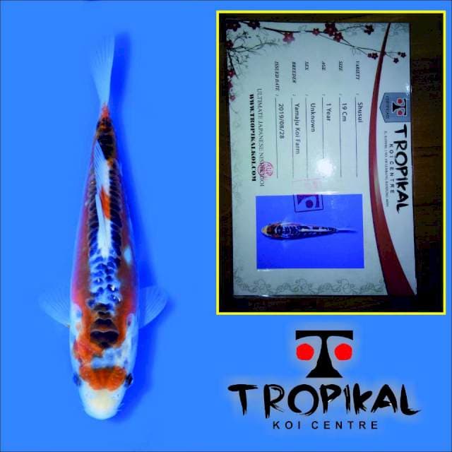 Shusui (Yamaju) 19cm. Import dan Sertifikat