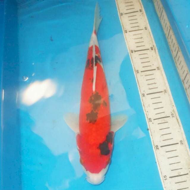 35cm AKA SANKE MERONA