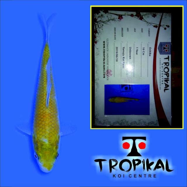 Ochiba (Yamaju) 16cm. Import dan Sertifikat