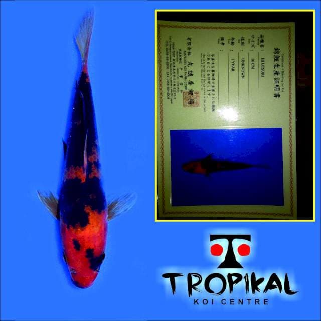 Hi Utsuri (Marusei) 16cm. Import dan Sertifikat