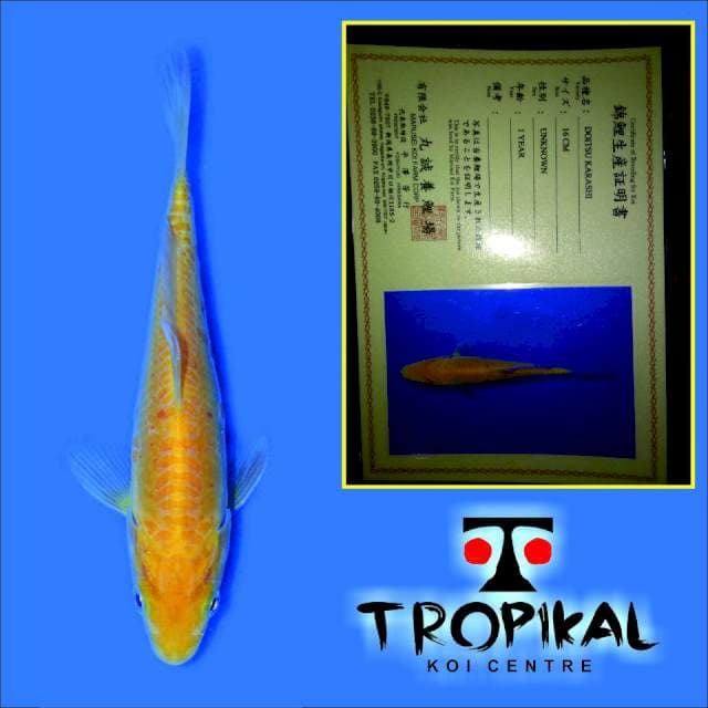 Doitsu Karashi(Marusei) 16cm. Import dan Sertifikat