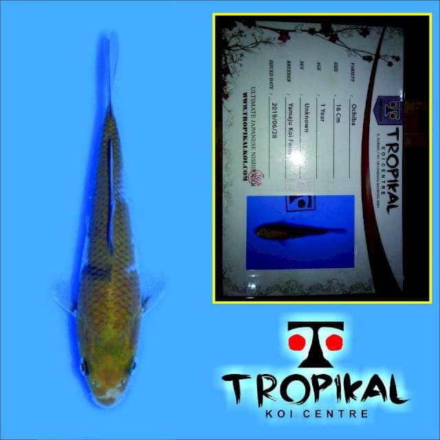 Ochiba (Yamaju) 16cm. Import dan Sertifikat