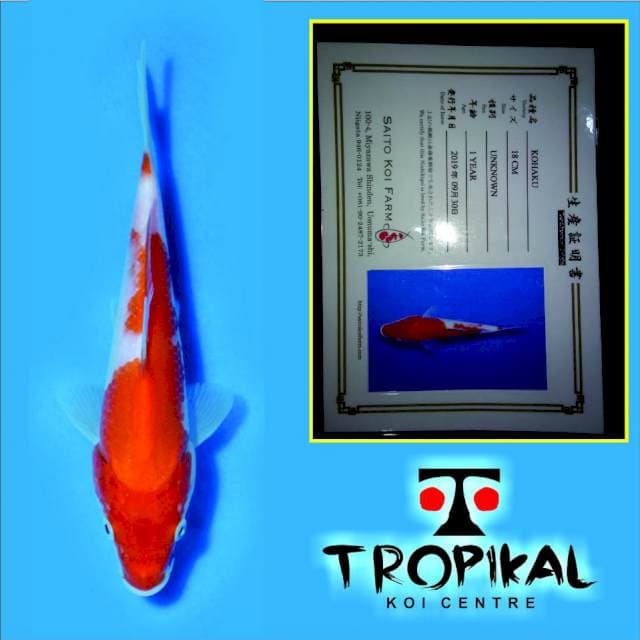 Kohaku (Saito) 18cm. Import dan Sertifikat