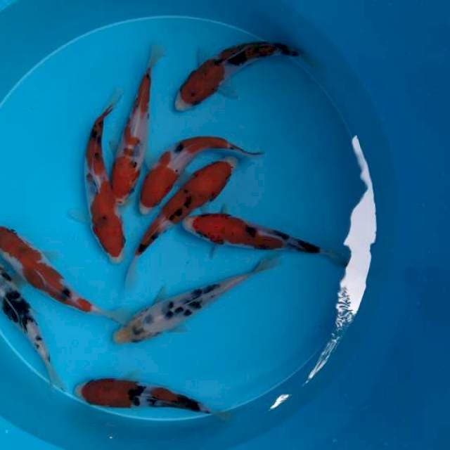 Mix 10 ekor Sanke 12-13cm