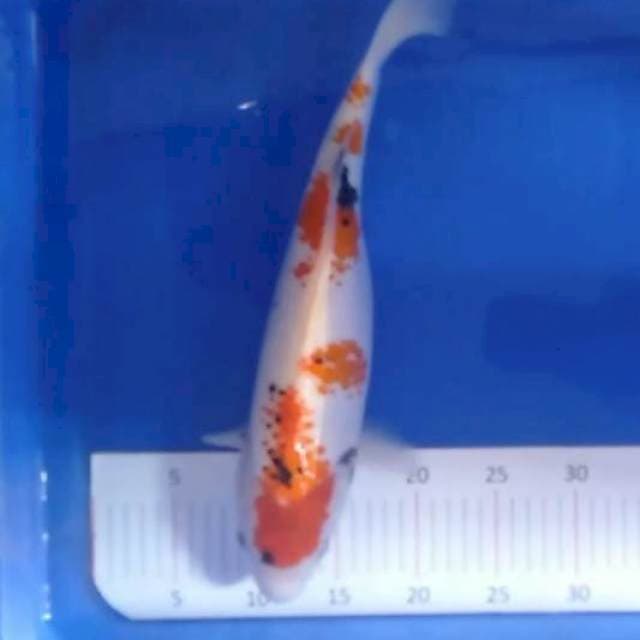 Kanoko showa jumbo