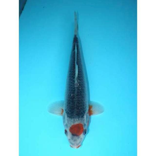 ASAGI 29 CM
