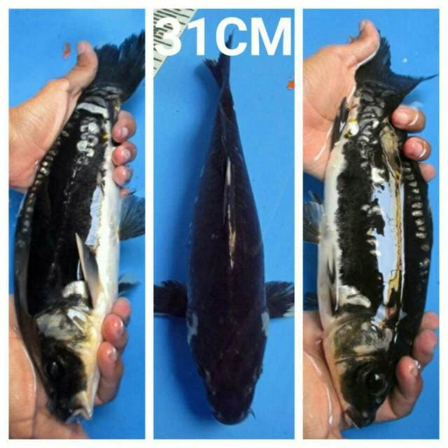 7KOI_KUMONRYU BLACK_31CM