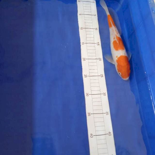Kohaku