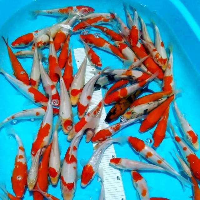 15-20cm 55ekor