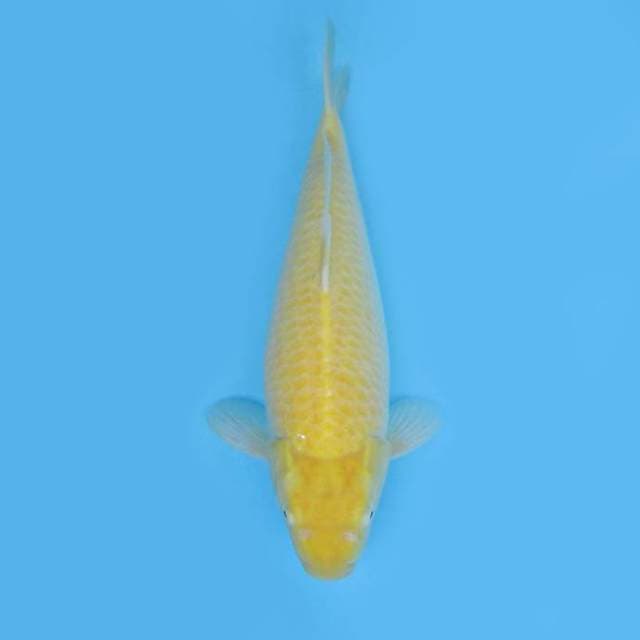 kARASHI F1-GOOD BODY JUMBO TOSAI