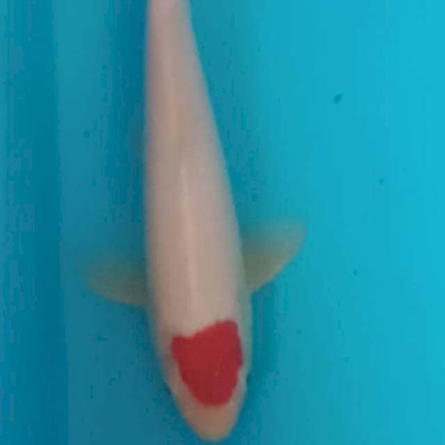 ORIGINAL TANCHO KOHAKU