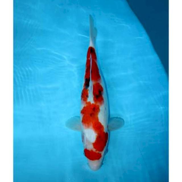SANKE INAZUMA 36 CM FEMALE