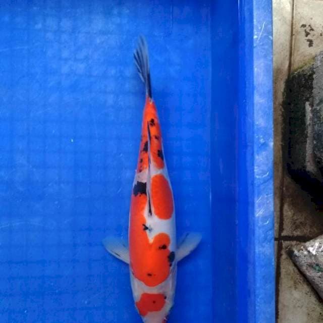 Doitsu sanke 30 cm