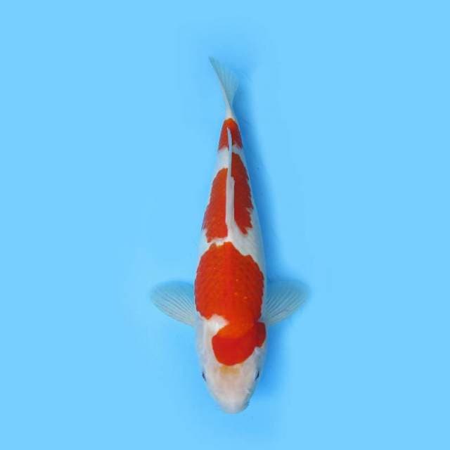 KOHAKU F1-JUMBO TOSAI