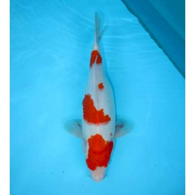 KOHAKU 31 CM FEMALE