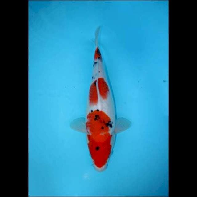 SANDAN SANKE 32 CM FEMALE