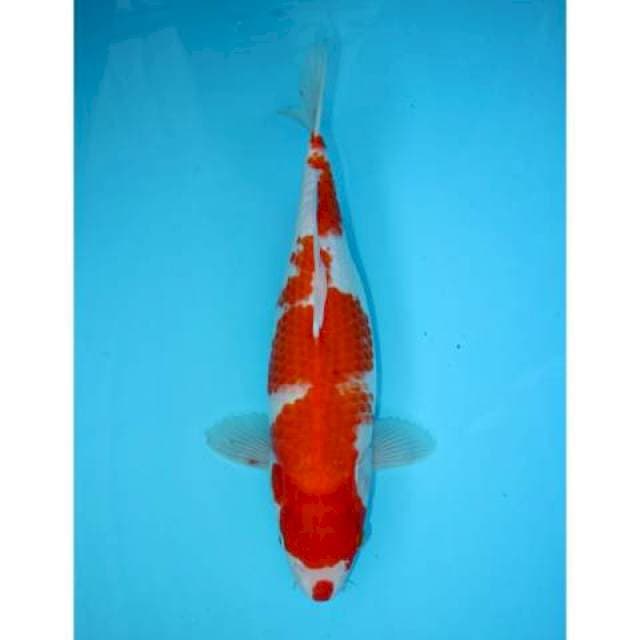KOHAKU KUCHIBENI 33 CM FEMALE