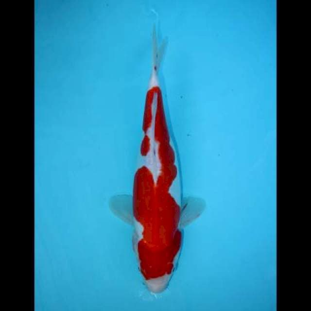 INAZUMA KOHAKU DOITSU 31 CM MALE