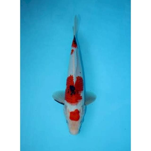 YONDAN SANKE 29 CM MALE