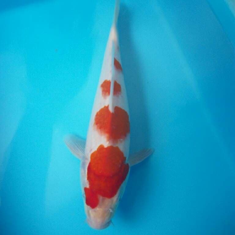 KOHAKU