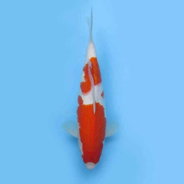 KOHAKU F1 _BULKY JUMBO TOSAI