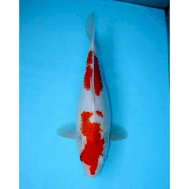 KOHAKU 31 CM FEMALE