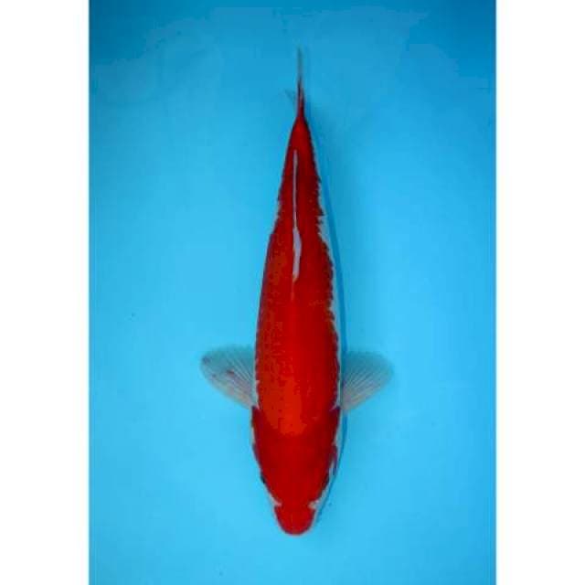 KOHAKU OMOYO 35 CM MALE