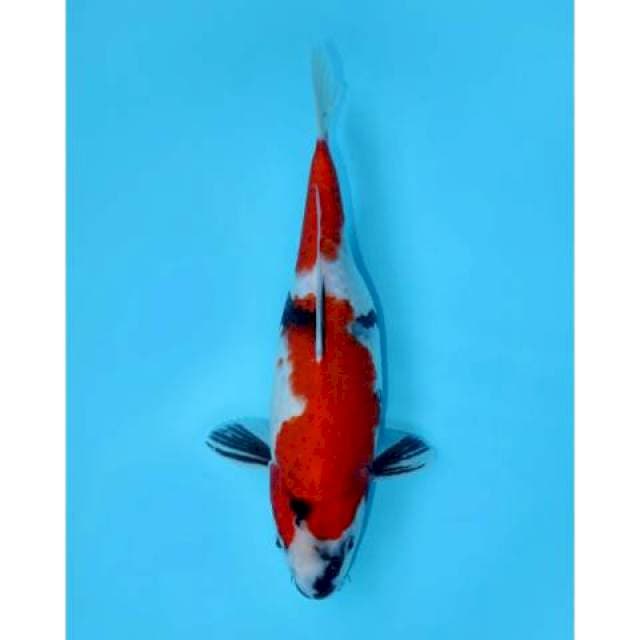 SHOWA NIDAN 29 CM FEMALE