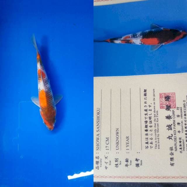 Showa import marusei