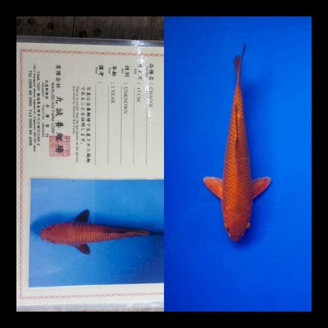 Chagoi import marusei