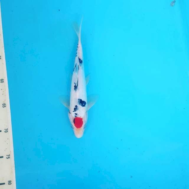 Tancho sanke 25cm