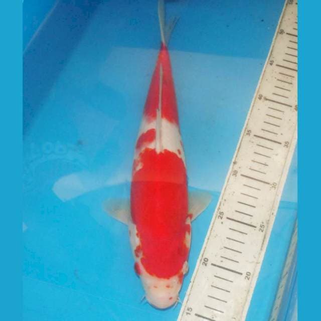 Kohaku 36 cm